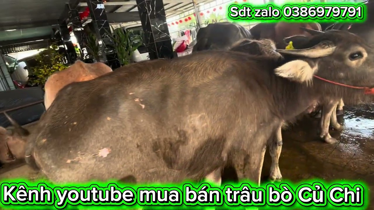 22/02/2026 Báo giá lô trâu khai lộc đầu xuân lh 0386979791