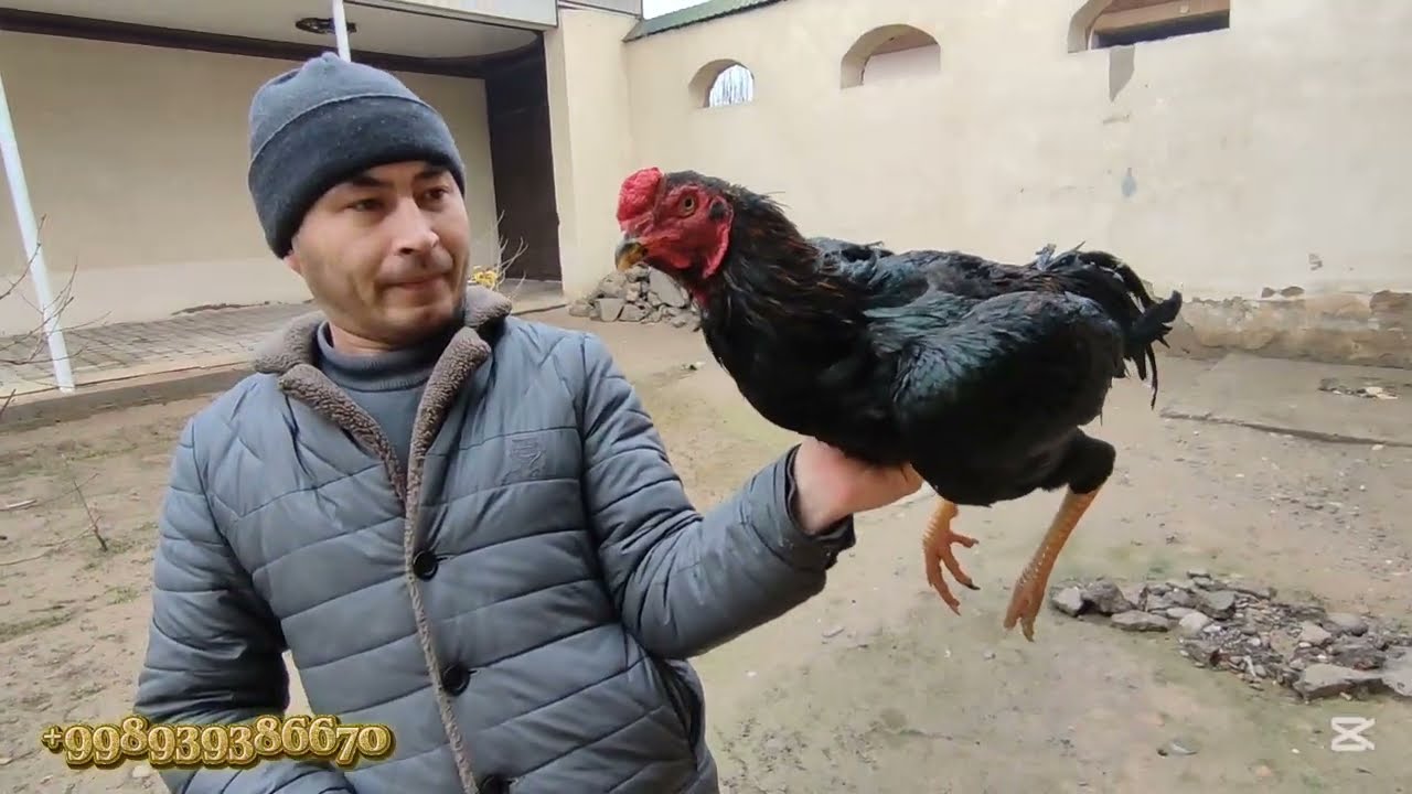 PARVOZLAR UCHUN MAXSUS VIDEO NAMANGAN XOSHIMOV TV DAKANLARI TOZZA KAREYA TANACHI ZOTLAR 