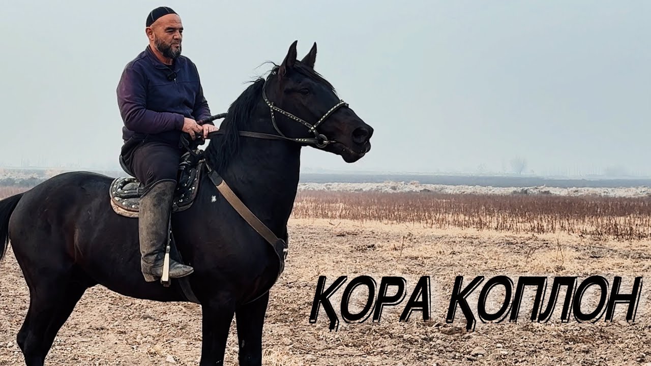OQQO’RG’ONNING QORABAYIR ZOTLI OTLARIDAN BIRI SOTUVGA CHIQDI