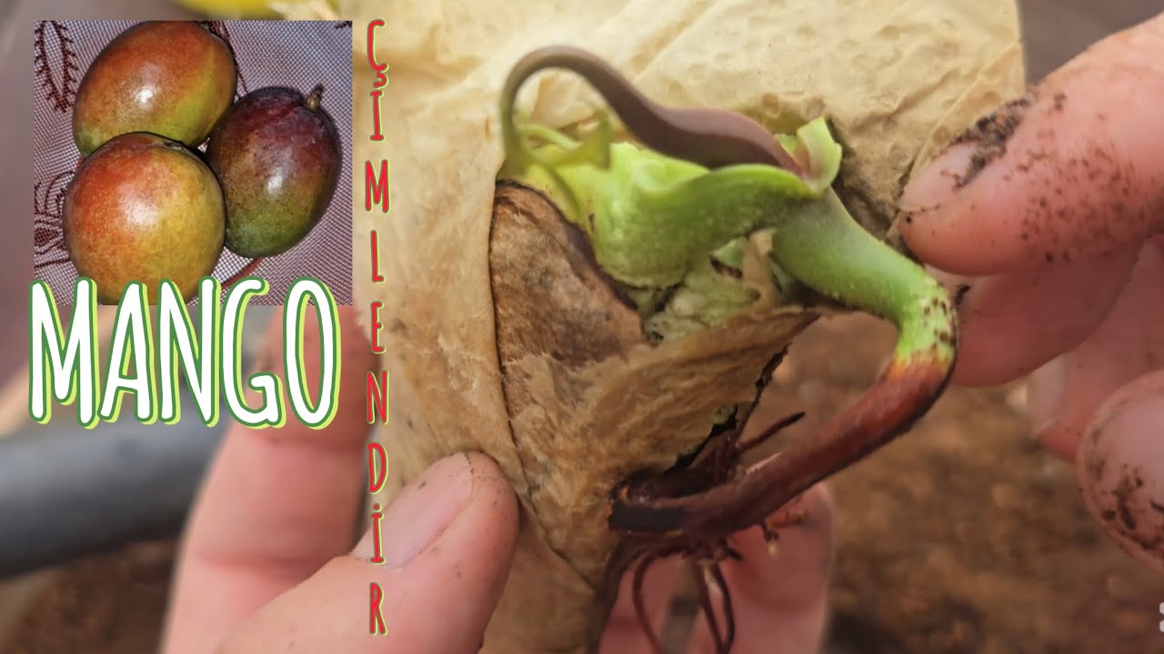 MANGO ÇEKİRDEKTEN YETİŞİR mi? Mango Ağacı Fidanı Yetiştirme