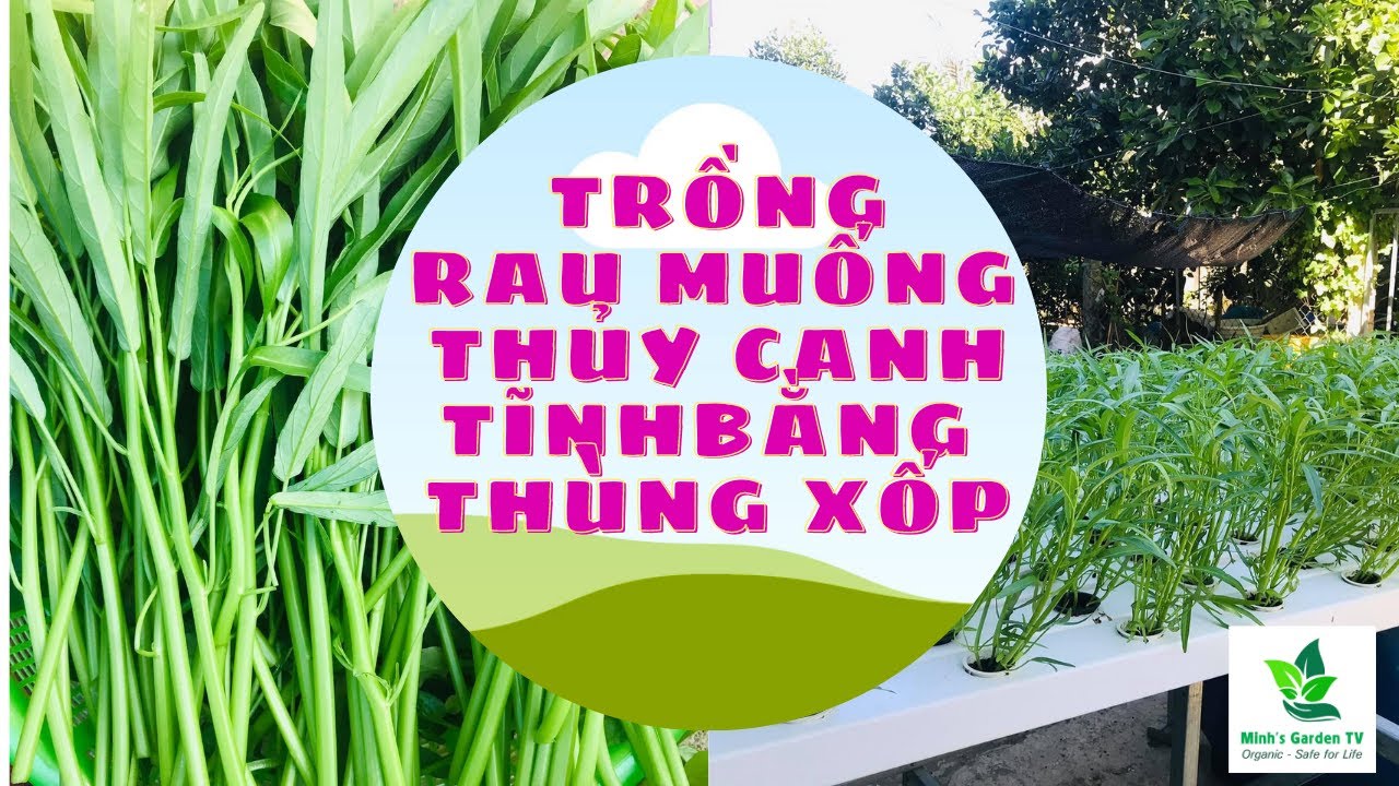 CÁCH TRỒNG RAU MUỐNG THỦY CANH TĨNH BẰNG THÙNG XỐP | Static Hydroponics | Minh's Garden TV