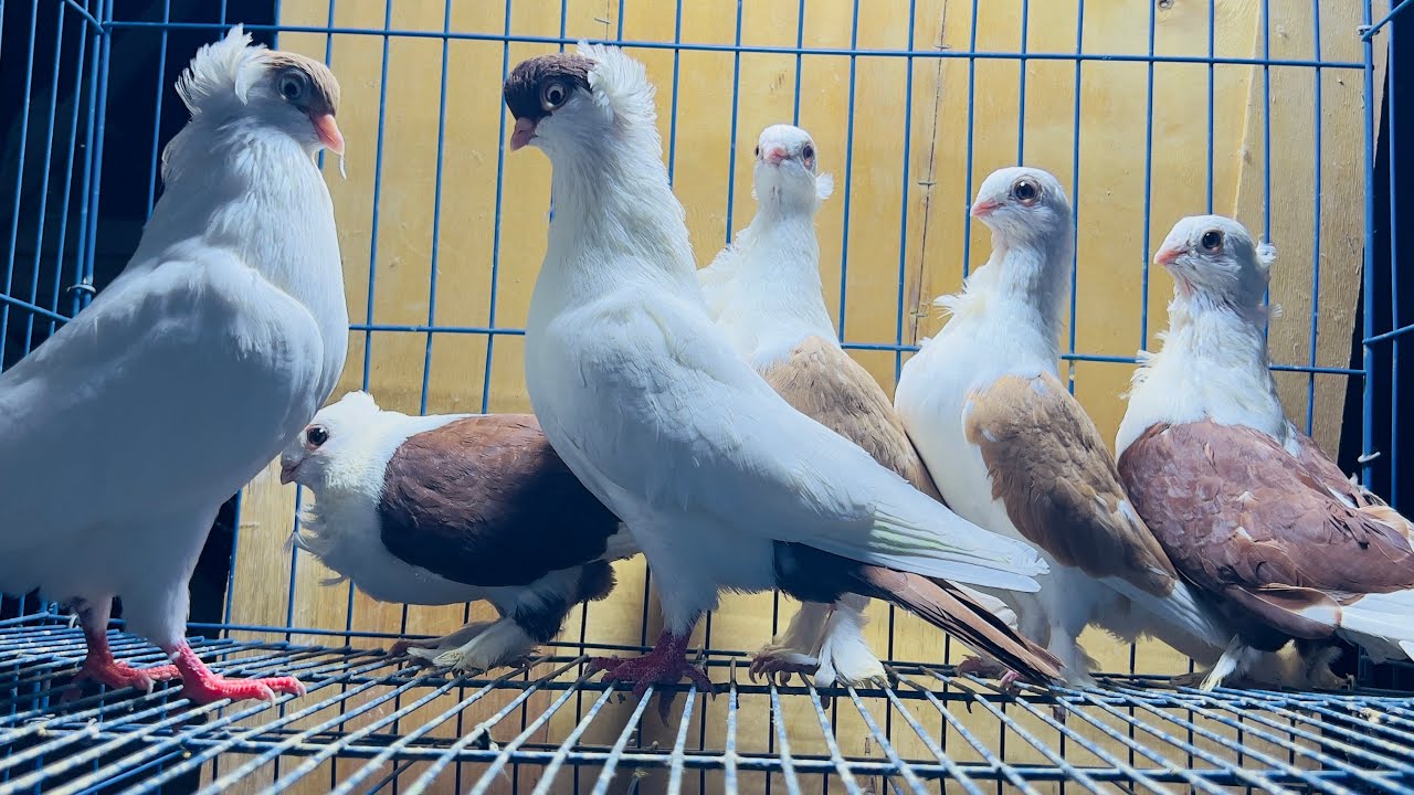 مجموعه حمام من النوادر للبيع كل أنواع الحمام 