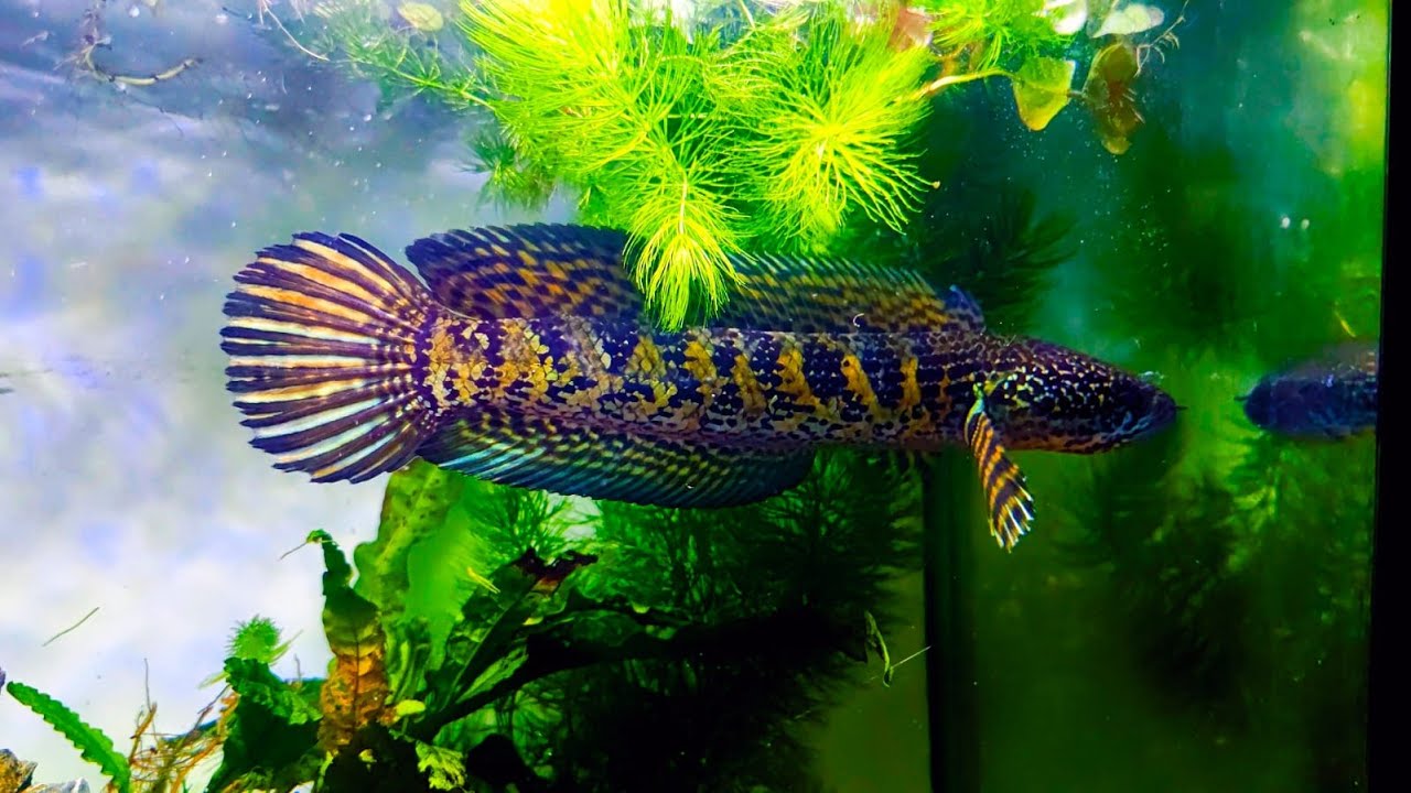 Channa Aurantimaculata