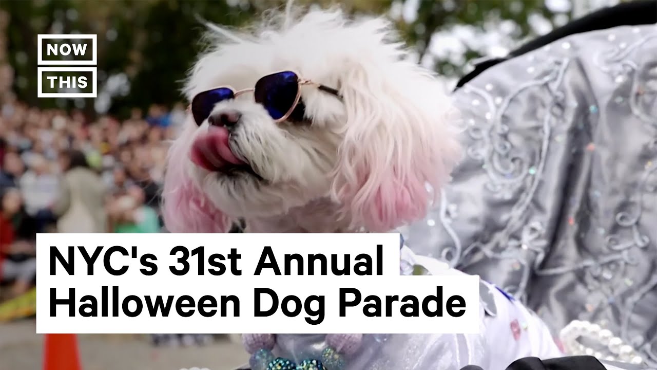 The Best of NYC's Halloween Dog Parade