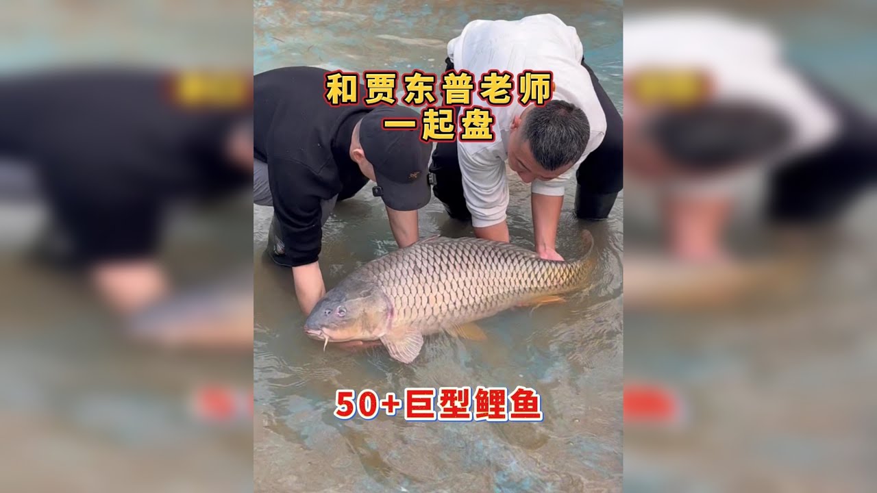 紧急叫停！驱车千里，只为从刀下抢回这条50多斤的巨型鲤鱼王！