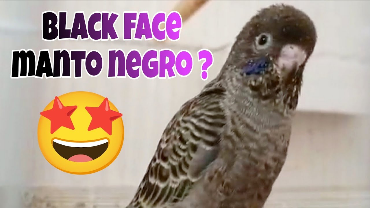 Periquito manto negro mutação brasileira do criatório @Ferreira Costa Passaros Oficial (Manto negro)