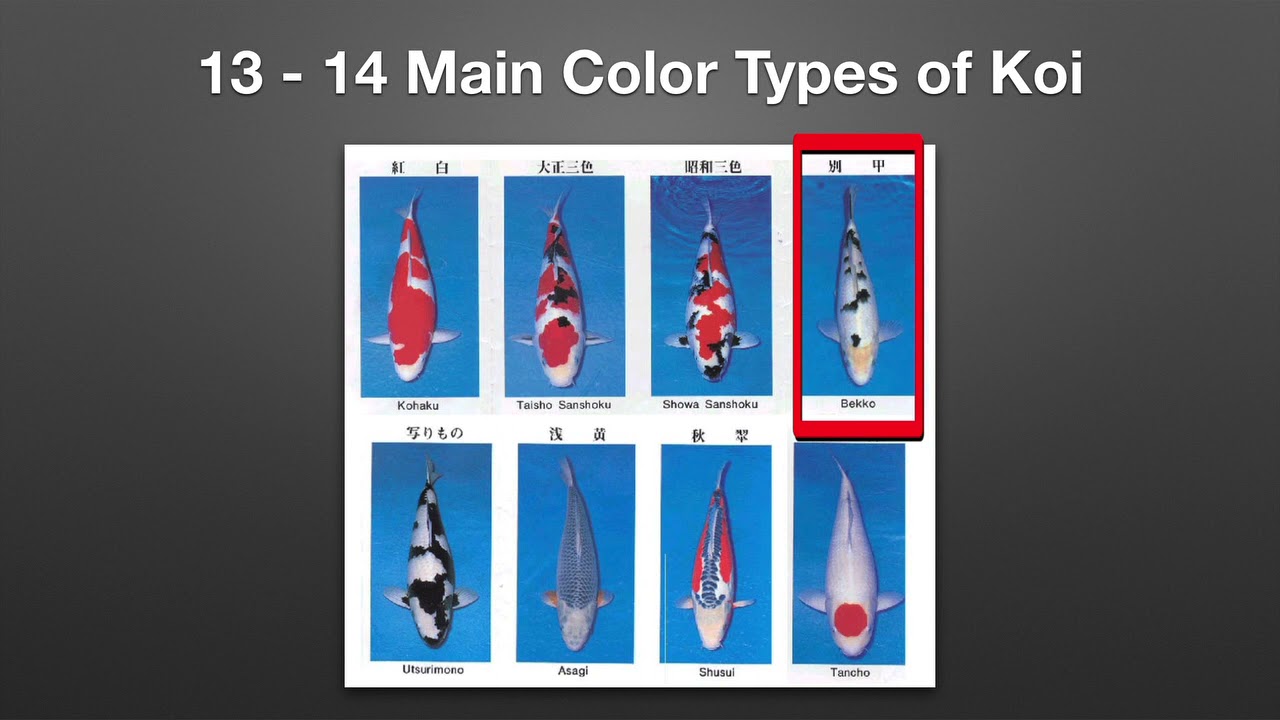 Koi Production for the High School Classroom HD 720p