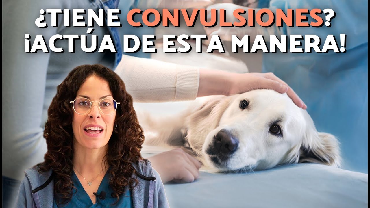 ATAQUE EPILÉPTICO o CONVULSIONES en PERROS 🐶 ¿QUÉ HACER?