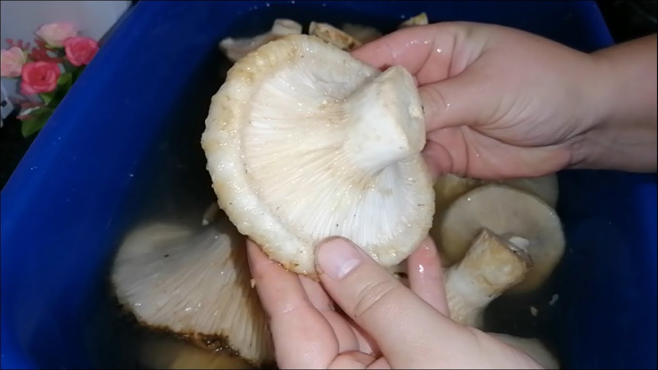 САМЫЕ ВКУСНЫЕ СЫРЫЕ ГРУЗДИ на зиму, ХОЛОДНЫМ СПОСОБОМ!
