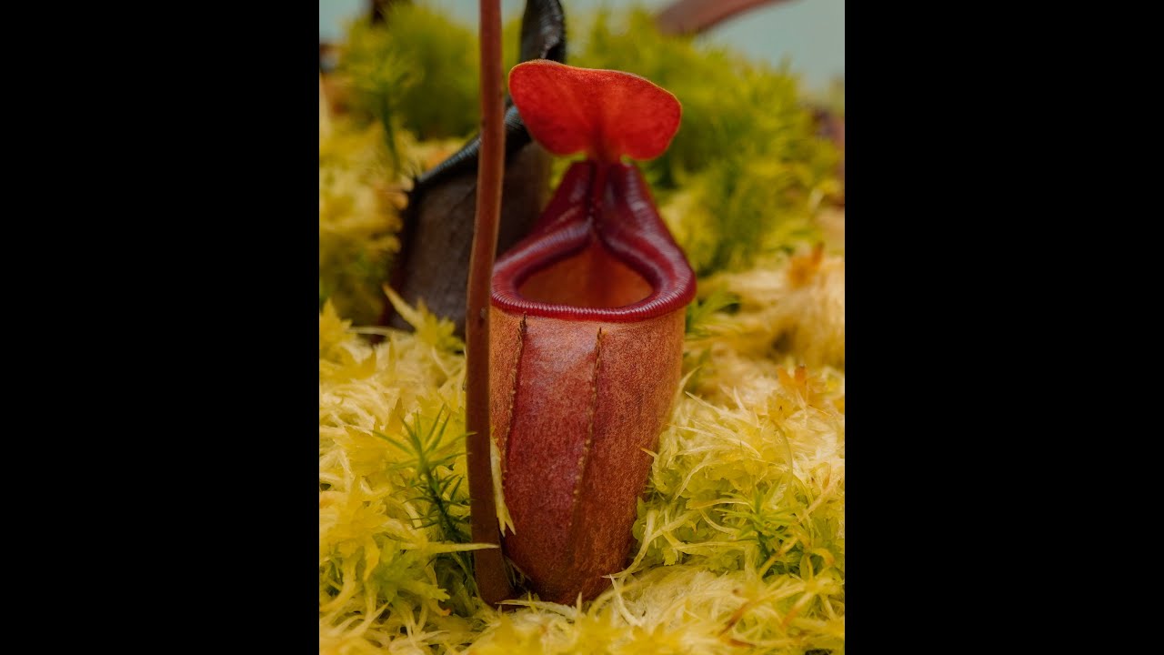 Nepenthes rajah - timelapse (CARNIVOROUS pitcher plant)