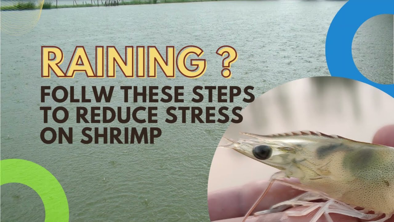 Tips To Reduce Stress On Shrimp During Rain
