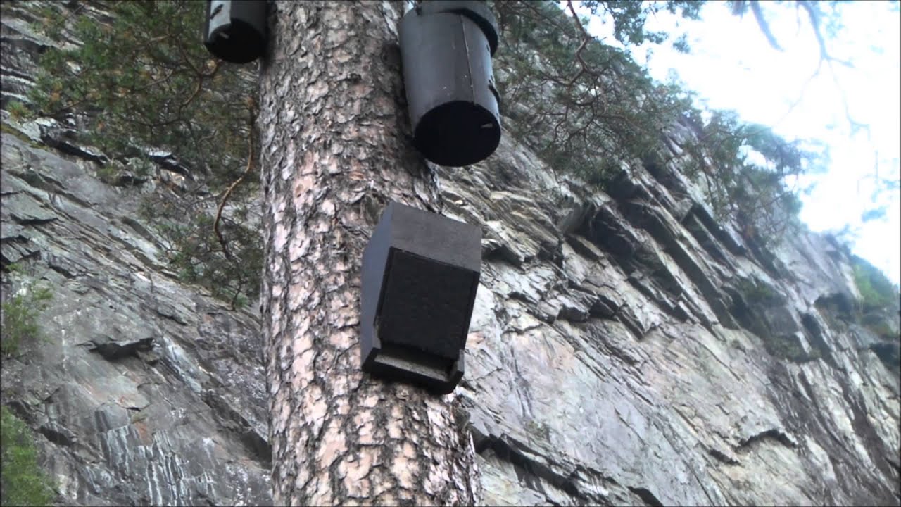 Soprano pipistrelles in Schwegler 1FS and Hasselfeldt bat box