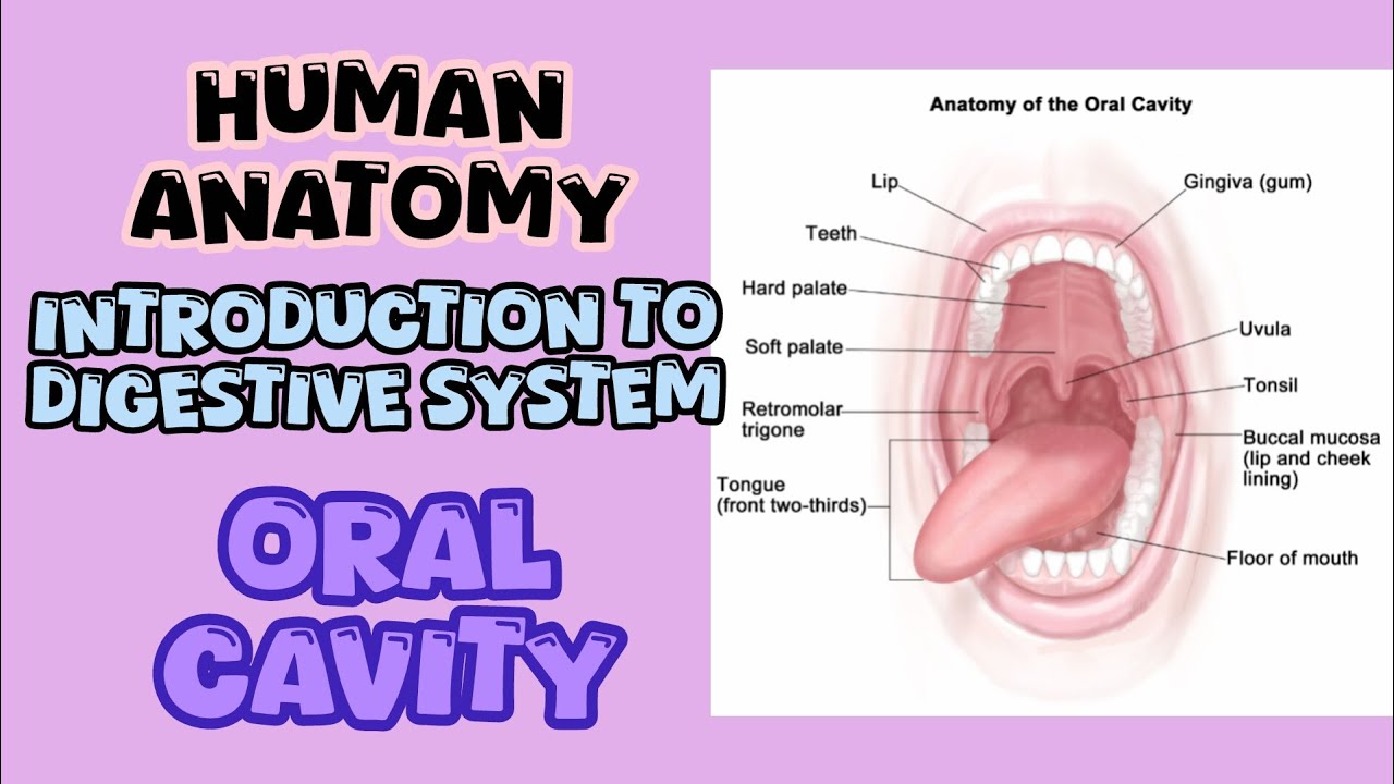 Mouth||Oral Cavity||Digestive System||Human Anatomy||BAMS||Clinical||Function||Structure|| #anatomy 