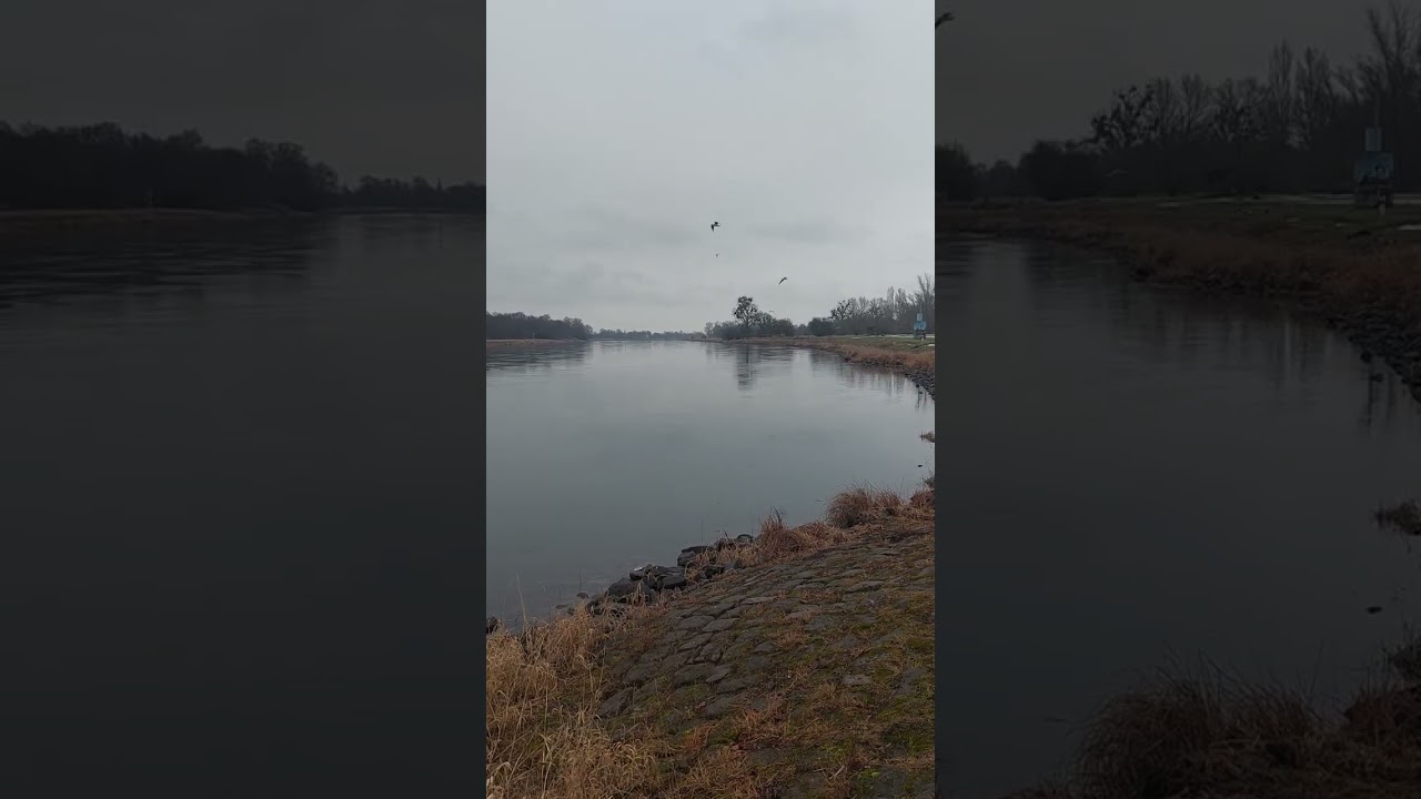 Ein kurzer Blick auf die Elbe an einem regnerischen Tag – Ruhe und Natur pur.