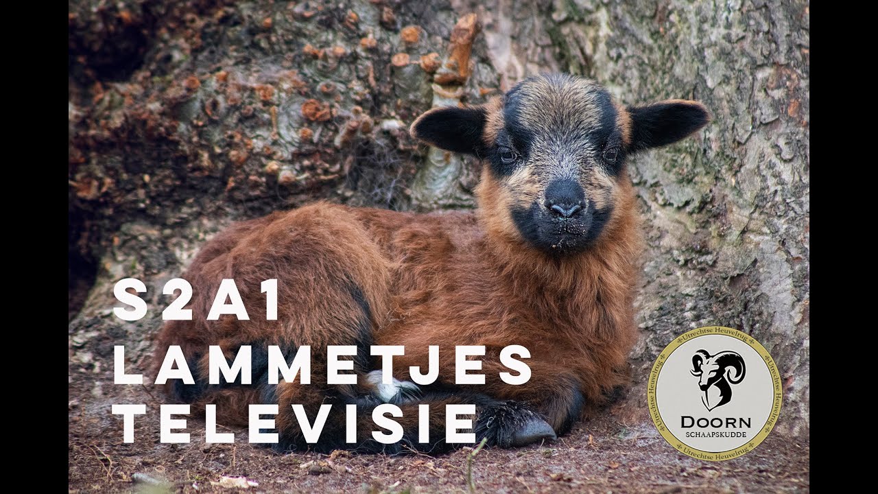 Lammetjes Televisie Seizoen 2 Aflevering 1