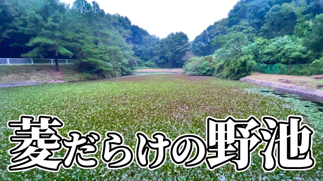 ヒシで埋め尽くされた野池でへらぶな釣りをしたら･･･