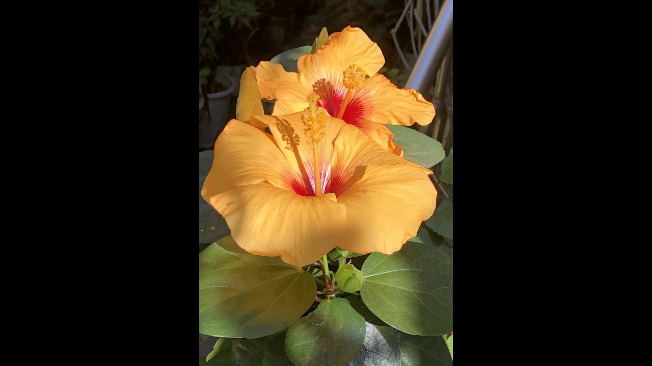 朱槿花人工授粉