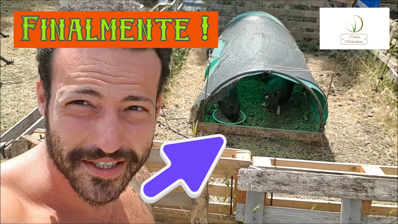 Maialini di Mini-pig Arrivano alla Contea