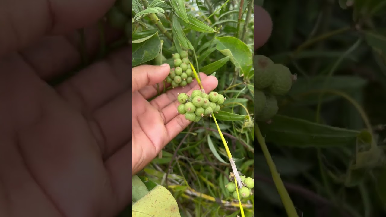 ផ្លែ​អំពាក់​ធម្មជាតិ​ / Ampeak fruits