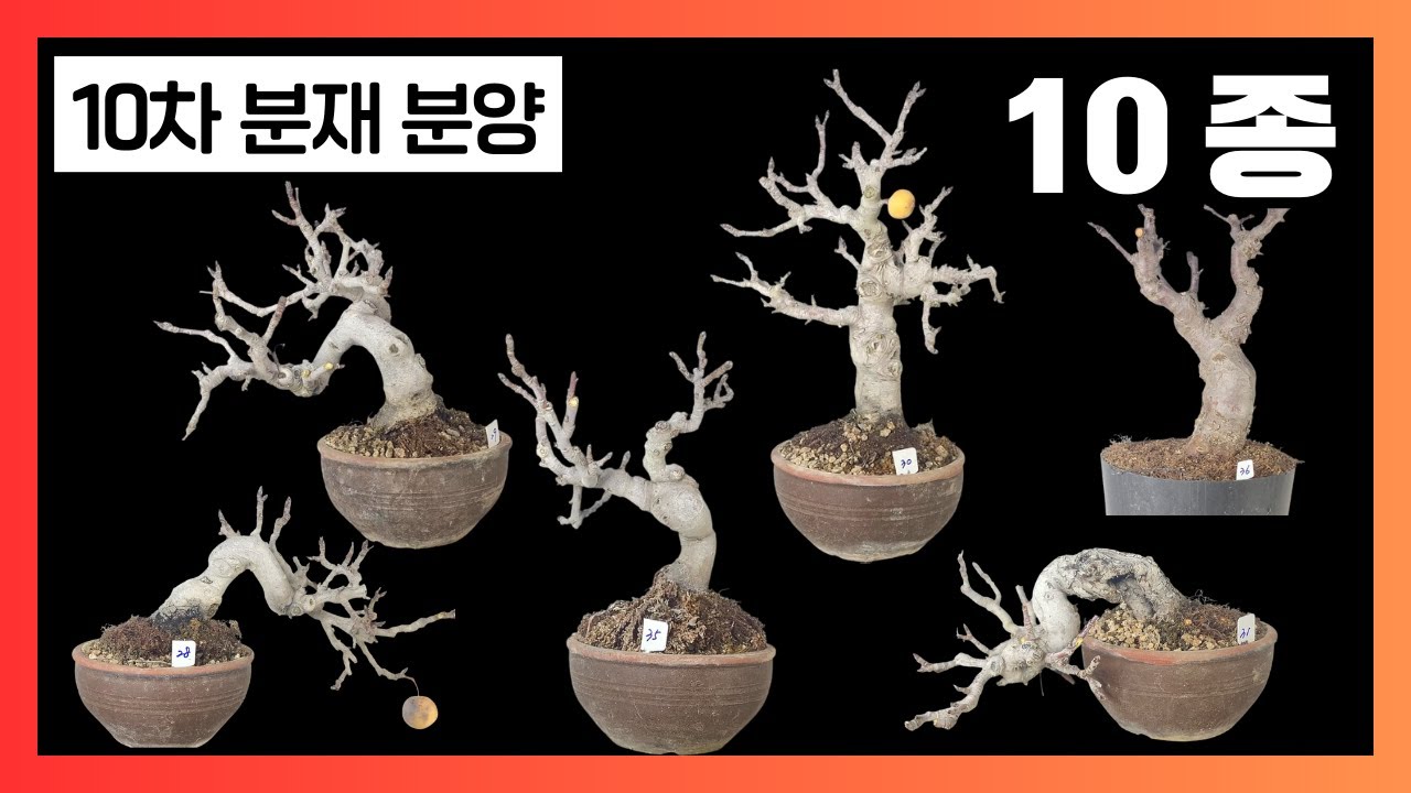 [마지막 1+1이벤트] 10차 분재 분양 (10종) - 황금사과, 알프스오토메, 메이폴