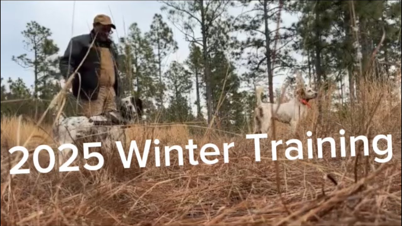 2025 Winter Training  #gundogs #birddogs #championdogs #birddogtraining  #huntingdogs 