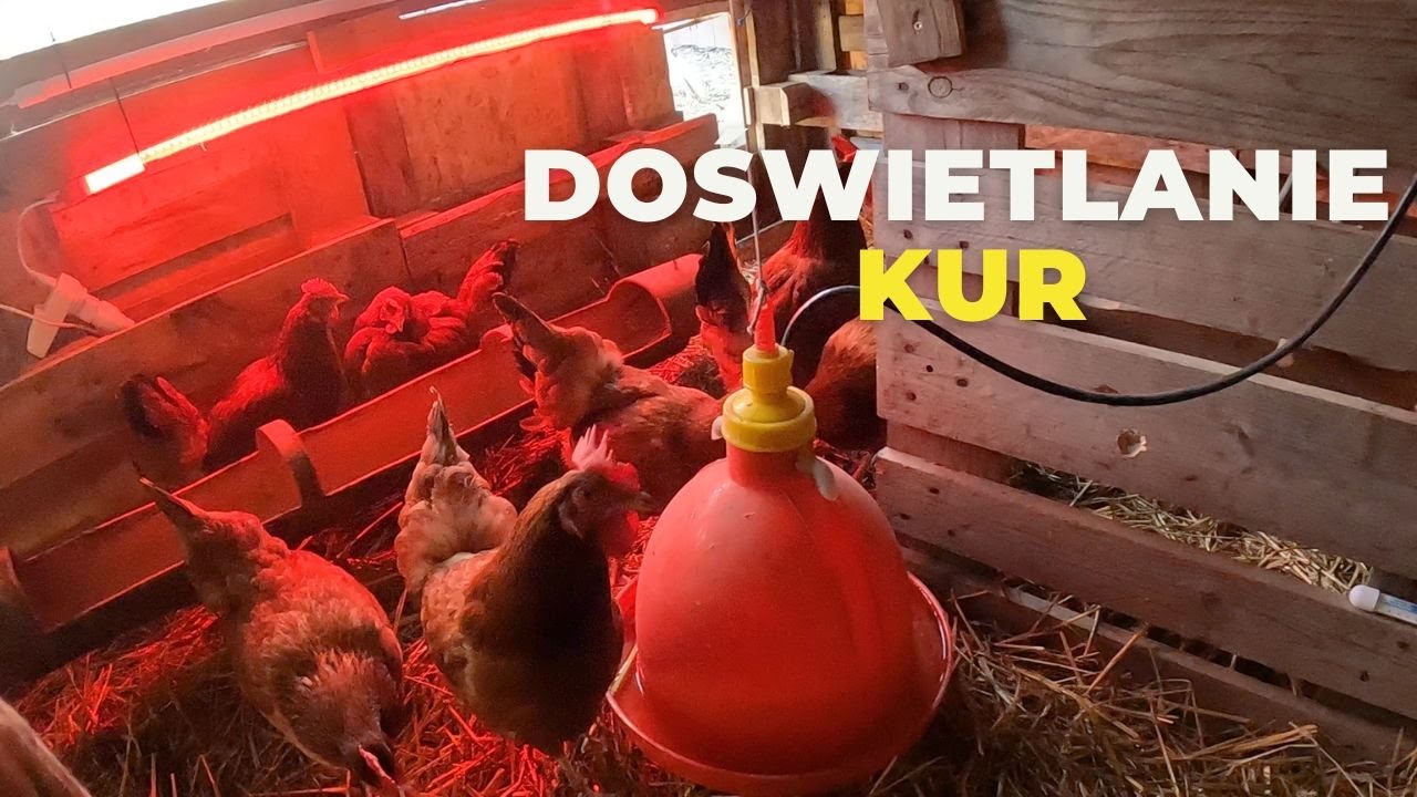 Doświetlanie kur i kóz plus hodowla dżdżownic