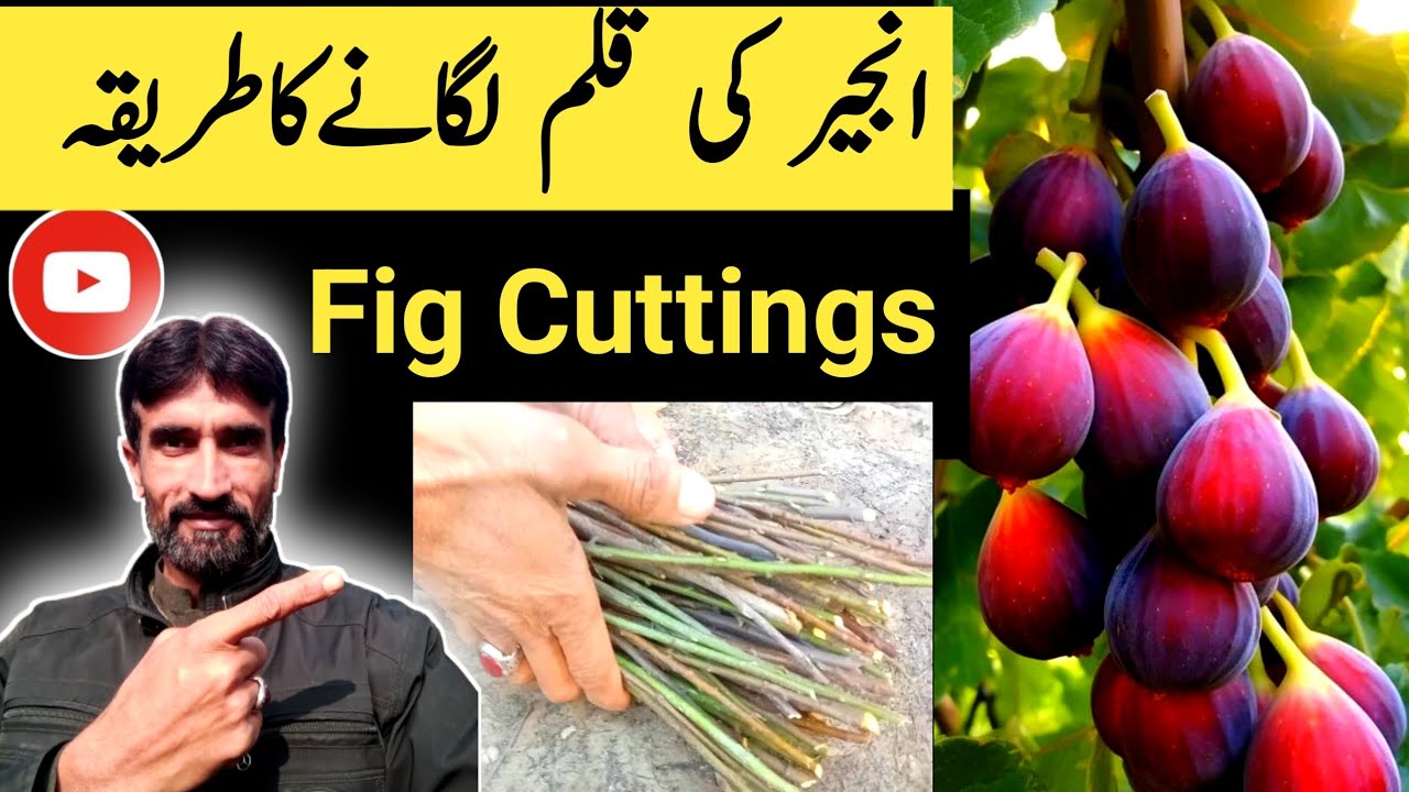 How to grow fig plant at home🌰 // How to plant fig cuttings