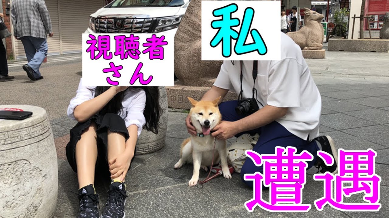 柴犬小春　【ついにこの日が！】散歩動画の撮影中に『ガチ視聴者さん』と遭遇！Koharu's  神戸南京町Encounter with a Fan!