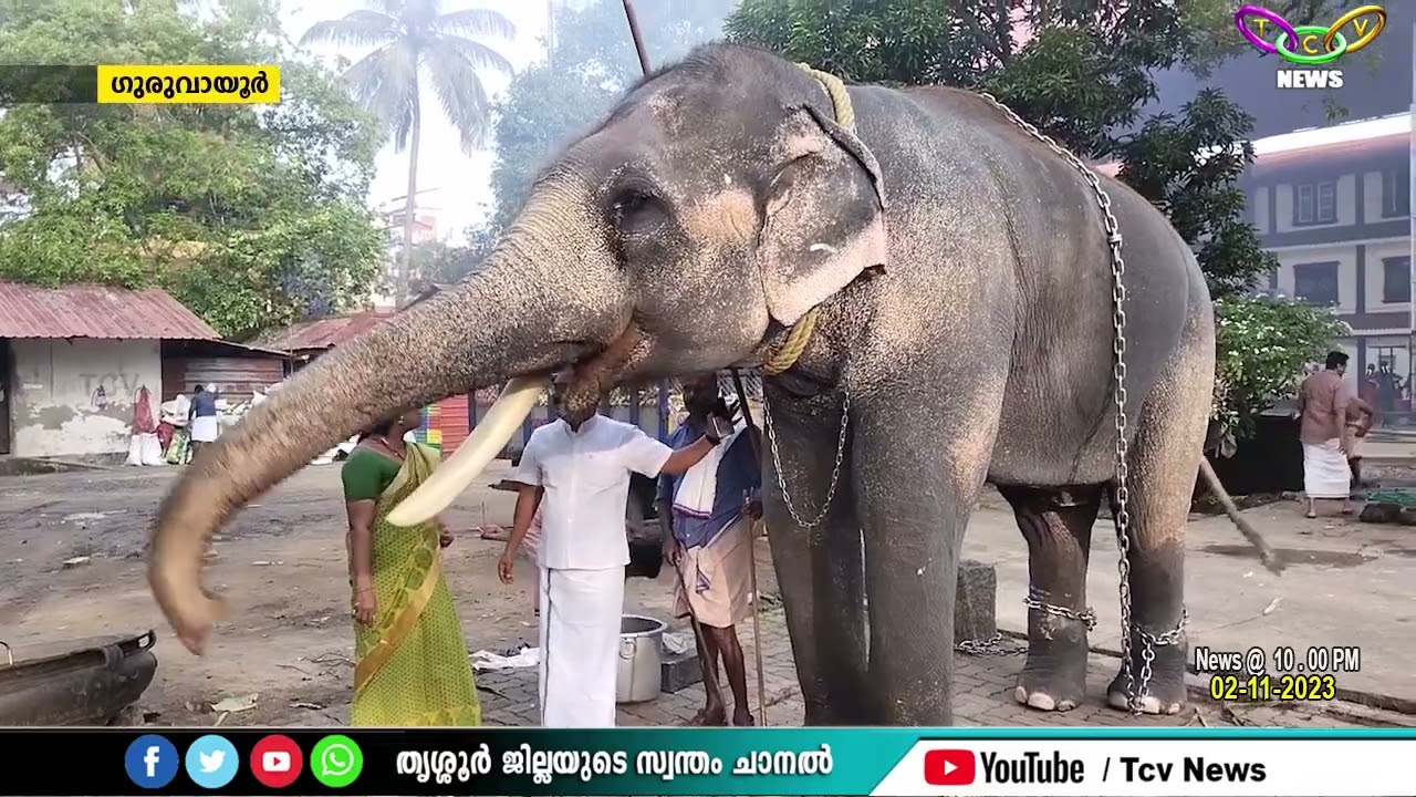 ഒറ്റക്കൊമ്പന്‍ ചന്ദ്രശേഖരന്‍ ഗുരുവായൂര്‍ ആനത്താവളത്തിന് പുറത്തിറങ്ങി
