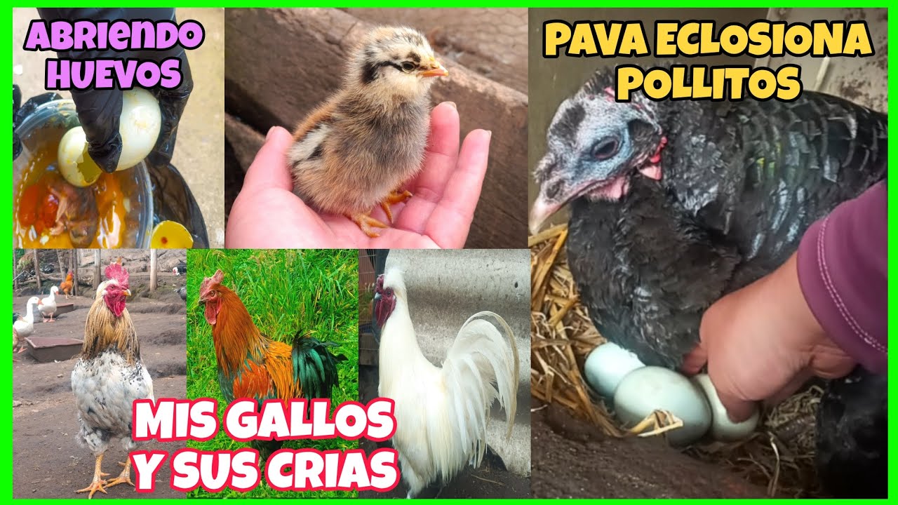 DIA DE ECLOSION🐣 Tengo mas cluecas...les muestro a mis gallos y sus crias 🐤🐓