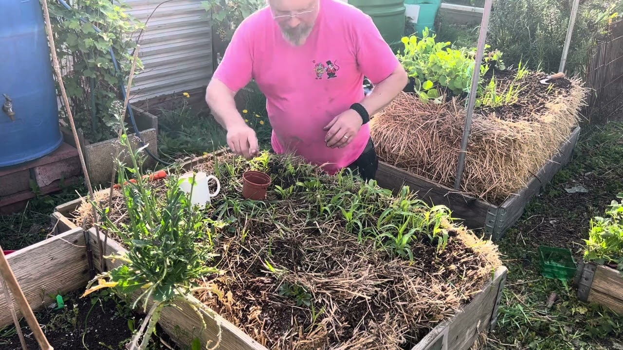 Planting up the strawbale veg beds #strawbalegarden #strawbaleveg #strawbale