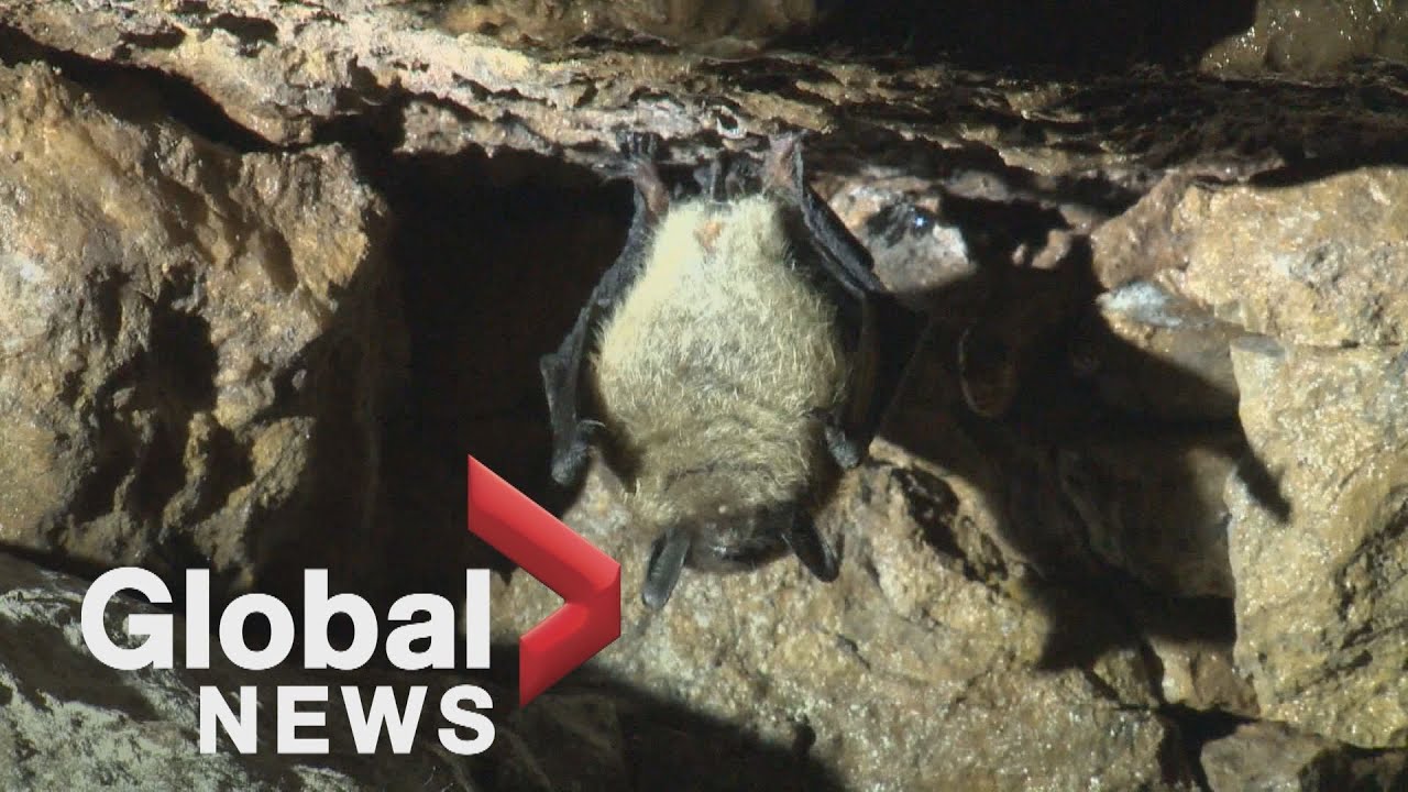 Rare disease transmitted by bat and bird droppings discovered in rural Alberta