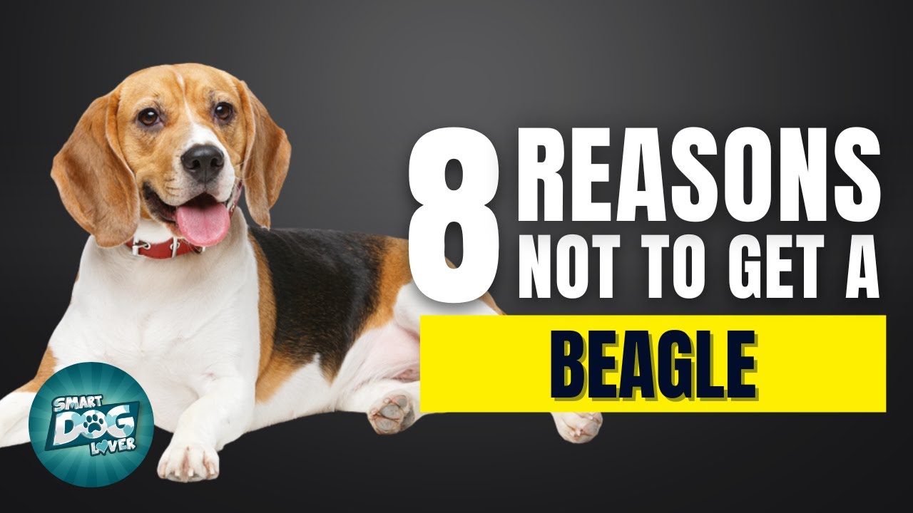 8 Reasons Why You SHOULD NOT Get a Beagle
