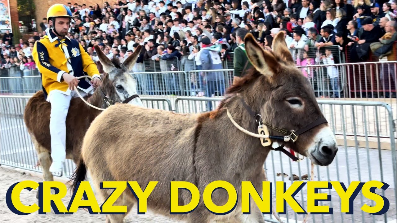 Donkey Race Highlights | Tuscany - Italy