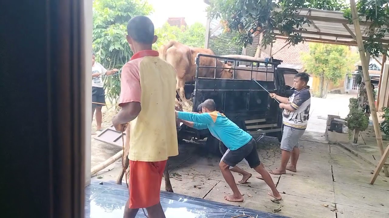 HIDUP DI DESA. SAPI NGAMUK(2)