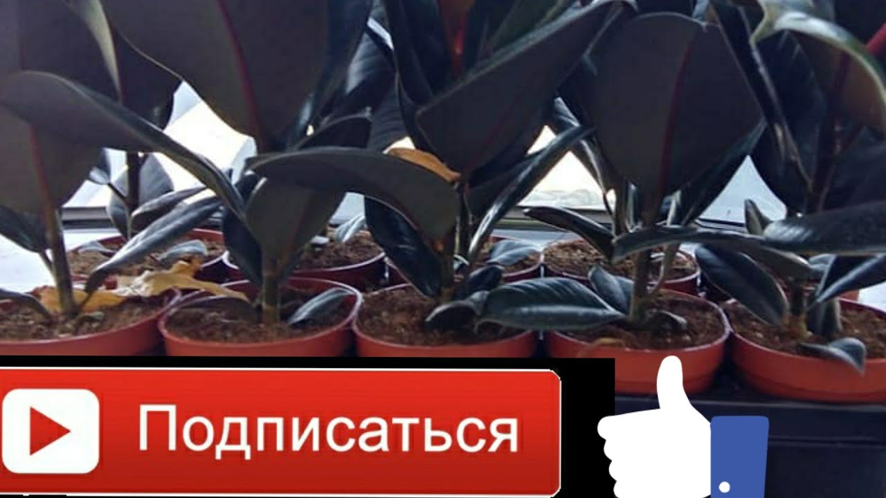 Фикус черный принц. кора шахзода