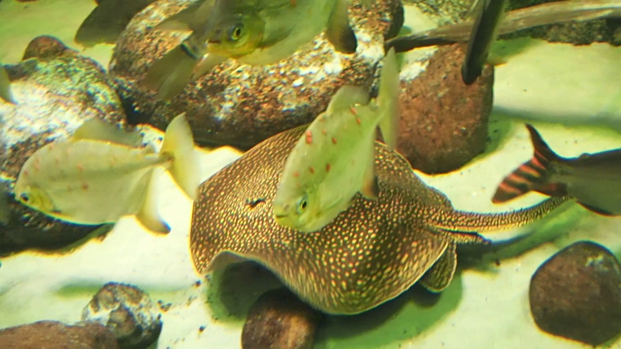 15 Myleus rubripinnis Myleus torquatus Mesonauta insignis Eel Potamotrygon leopoldi Berlin Aquarium
