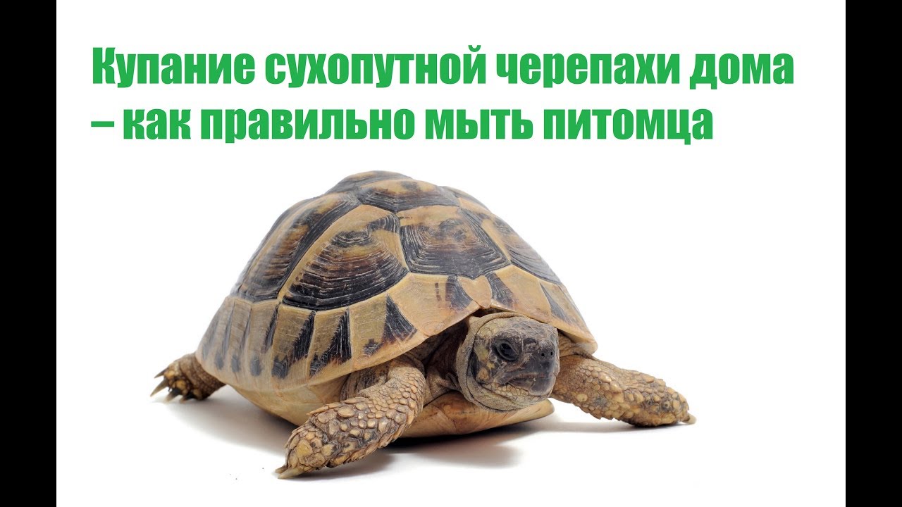 Купание Сухопутных Черепах & Как Купать Сухопутную Черепаху. Ветклиника Био-Вет