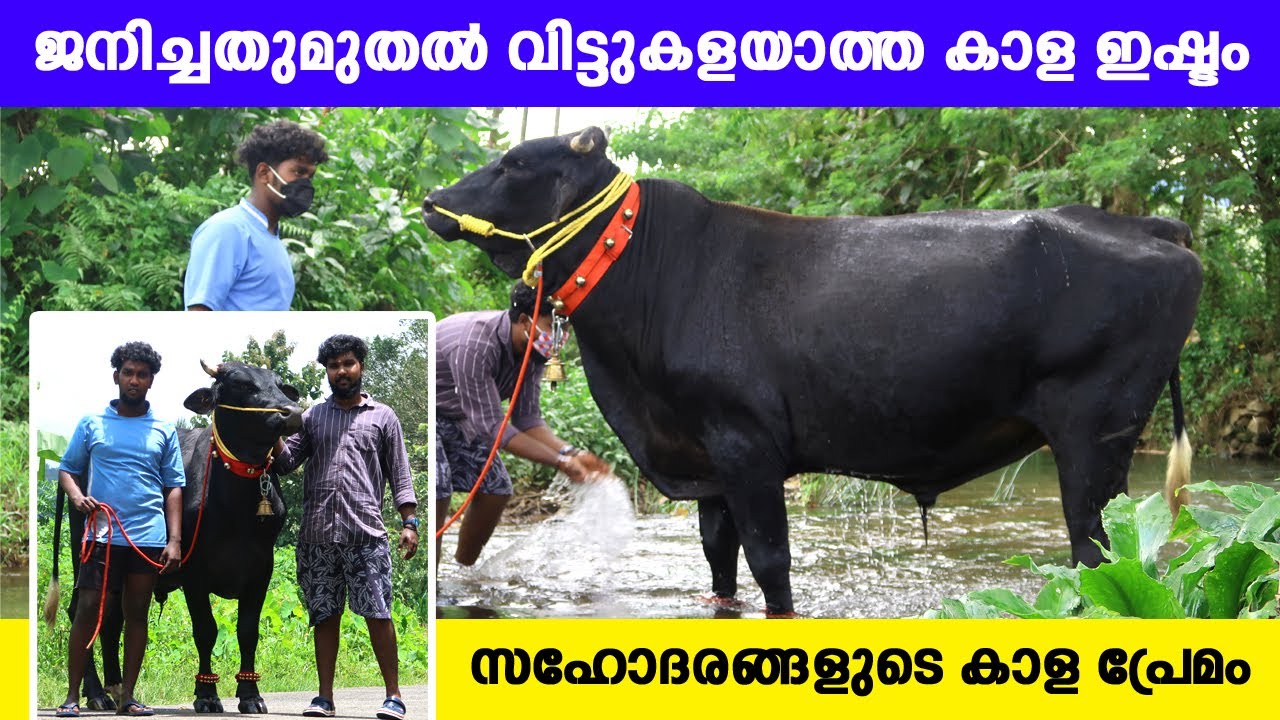EP-55 വീട്ടിലെ പശുവിൽ ജനിച്ച കാളയെ കൈവിടാതെ സഹോദരങ്ങൾ | Kala | HF ox | ox kerala #kerala_round_up