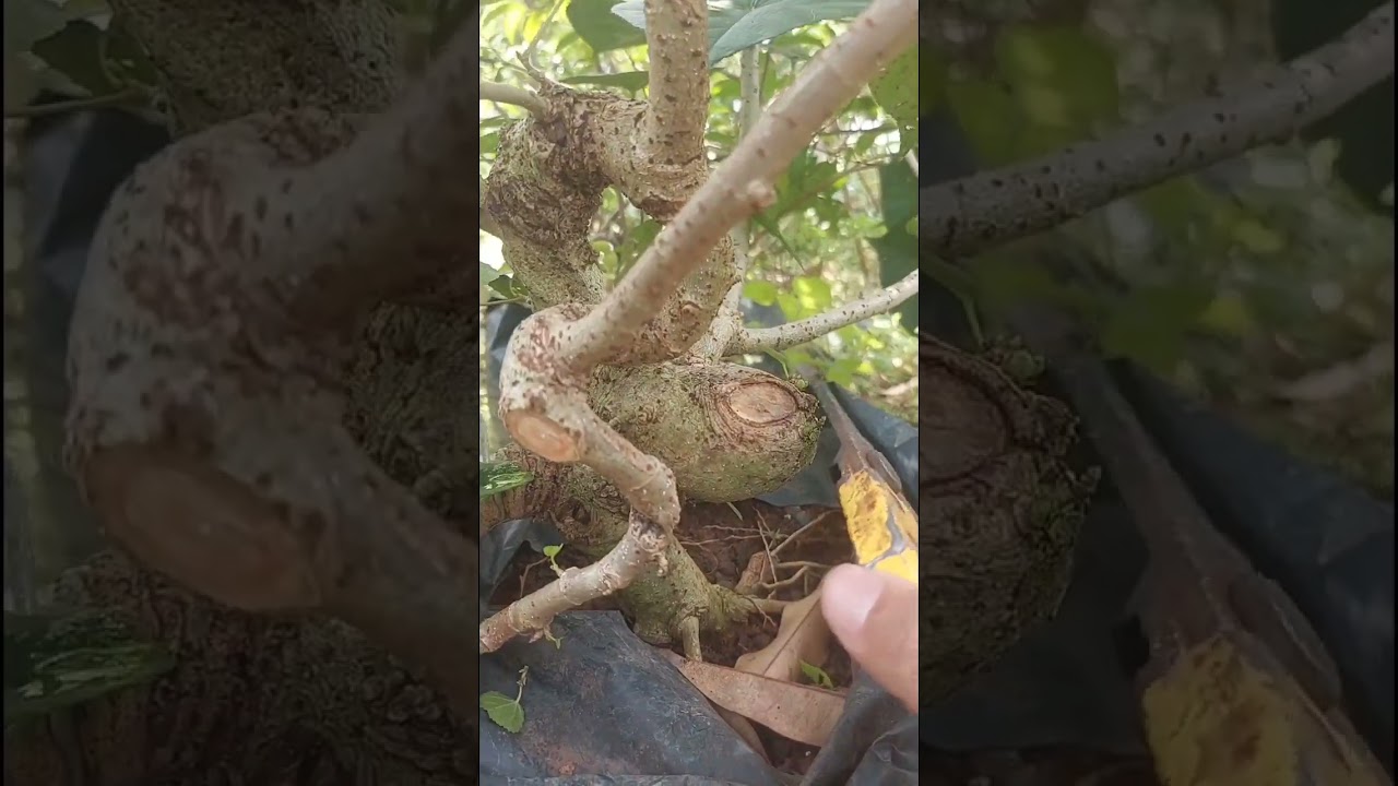 PROGRAM BONSAI WARU MELIUK TAHAP PEMILIHAN CABANG #programbonsai #bonsai #shorts #fyp #fypシ゚viral