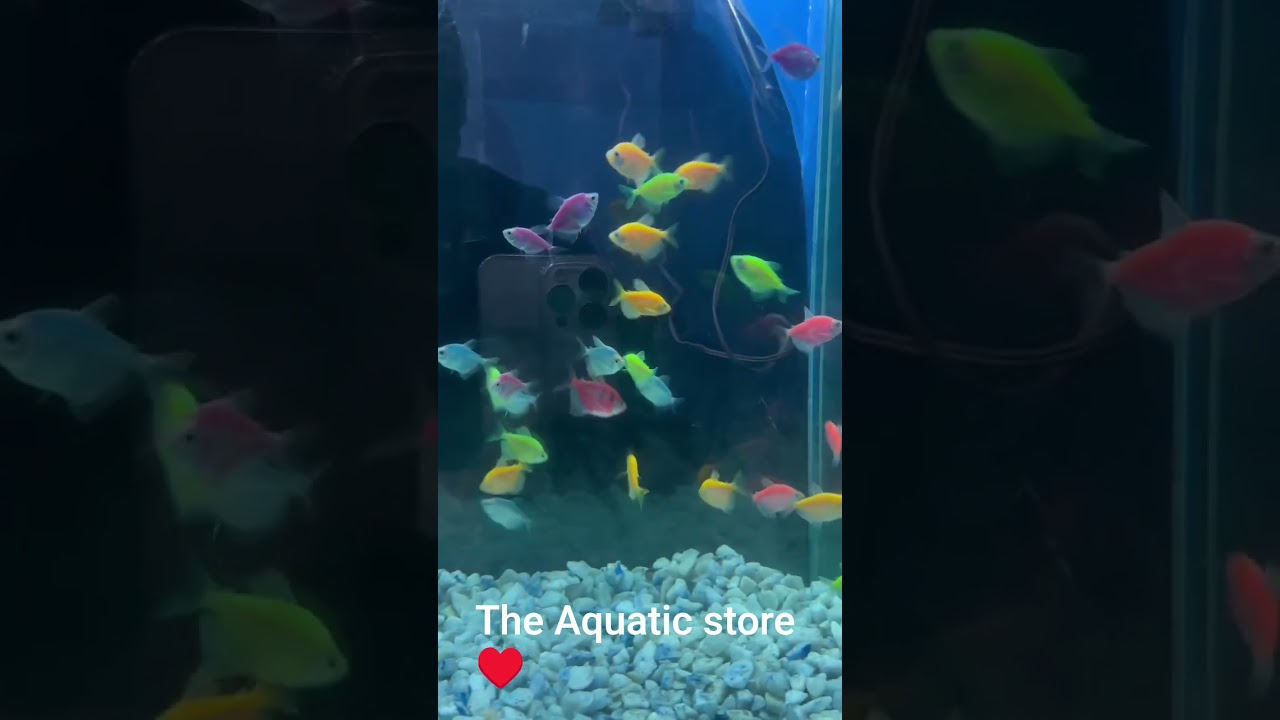 The Aquatic store 🏪 Glow tetra fishes available contact no 03165116054 
