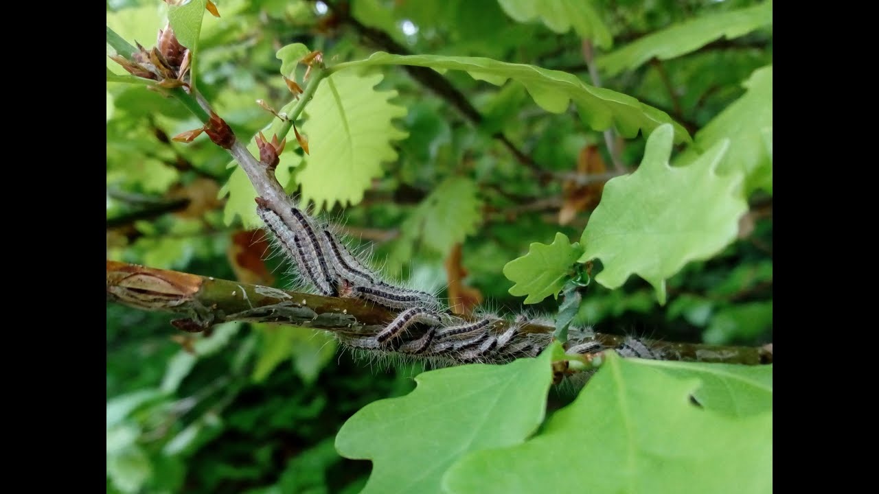 Urticantes et menaçantes, les chenilles processionnaires envahissent les forêts des Vosges