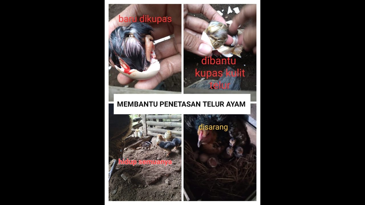 membantu telur ayam menetas@hisyamboychannel