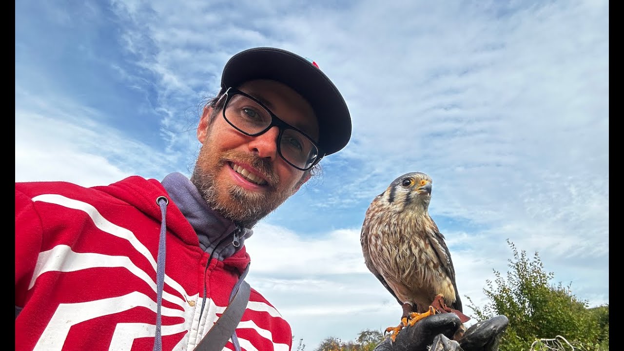 Stanley ist Kameramann, keiner hat Lust & viel ausprobiert 🦅🦉😊 - Greifvogelwarte Feldatal