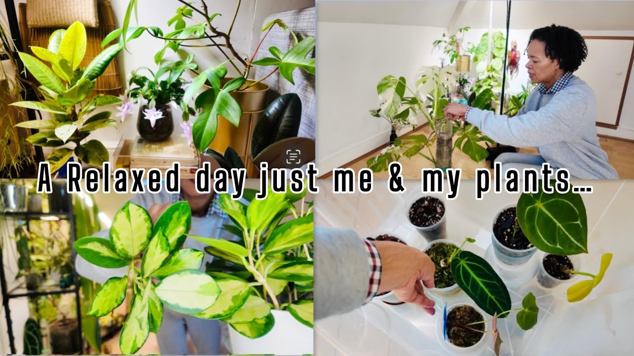 A lazy day just me & my plants 🪴 Watering, rearranging & chat - Life back at work 