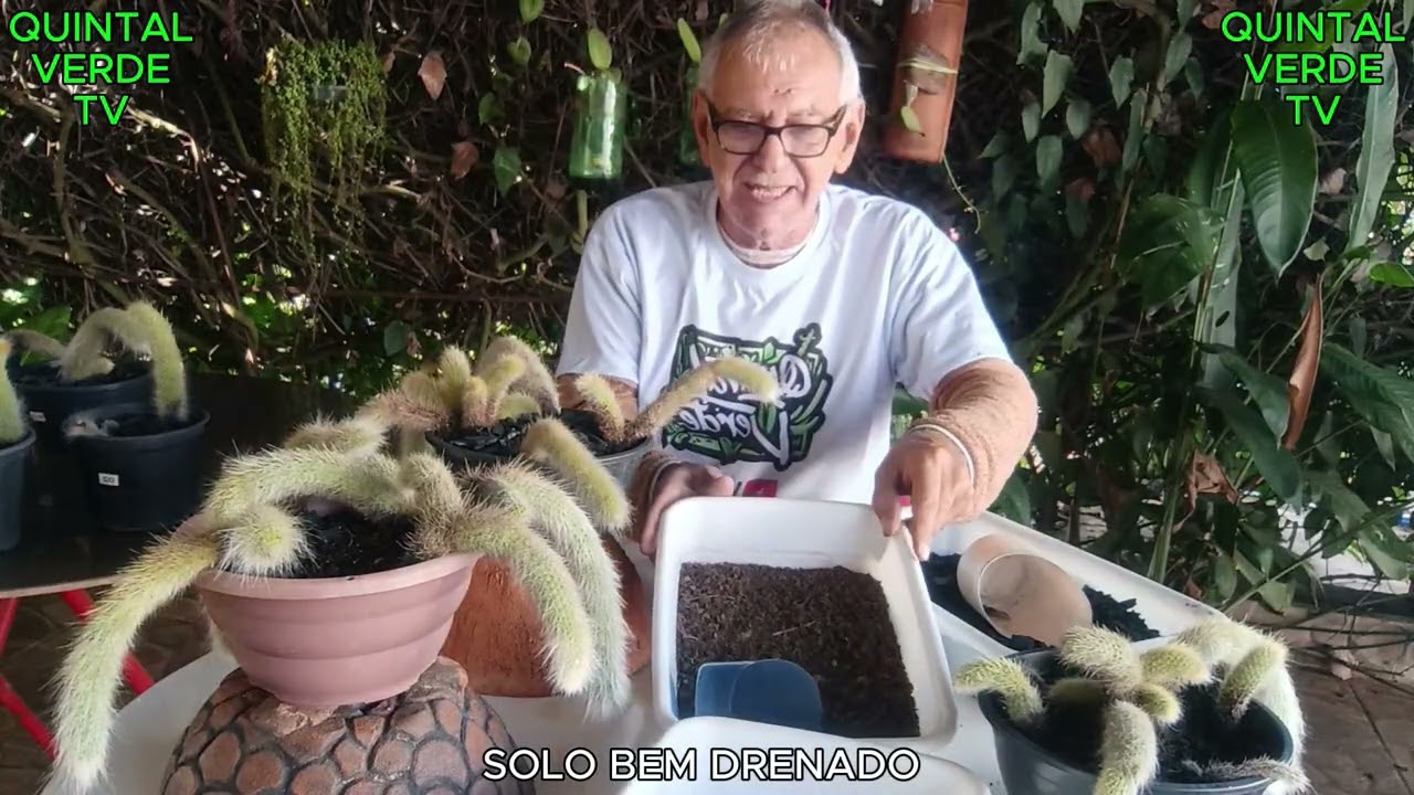 DORMÊNCIA “CACTO RABO DE MACACO” Vídeo 1377