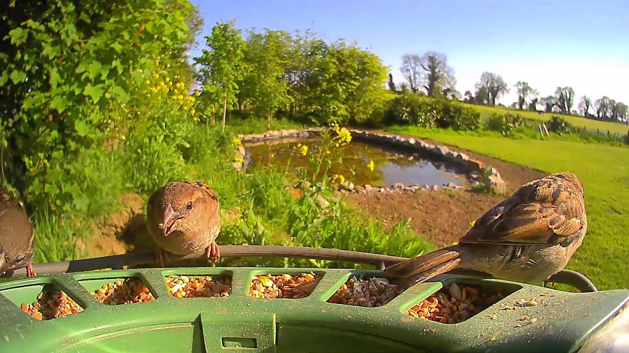 Carlow Weather Live Stream #BirdfyLive