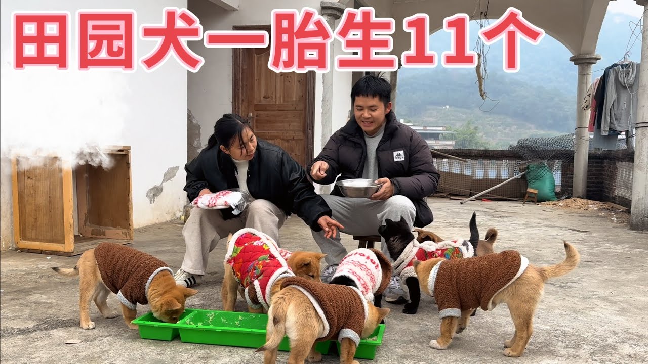 阿芳送完孩子上学就回家喂狗，肉沫鸡蛋拌饭狗狗抢着吃，过了腊八就是年，祝福大家腊八节快乐