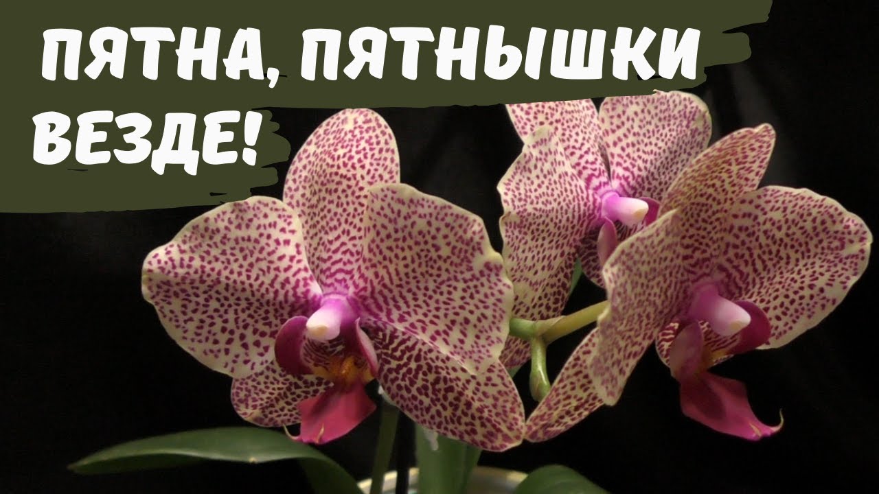 Мои орхидеи в крап! Самые знаменитые пятнистые фаленопсисы