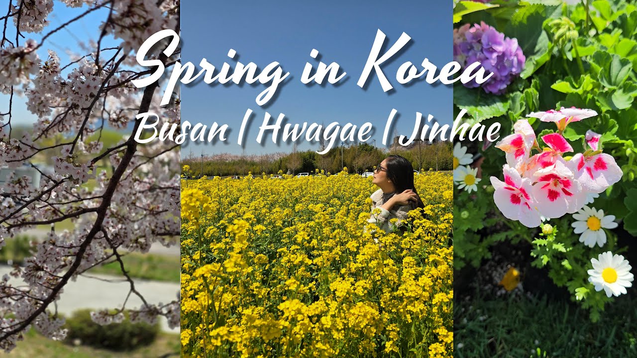 [Spring in Korea 2024] Trip to Busan, Hwagae and Jinhae. Cherry blossom festivals and more..